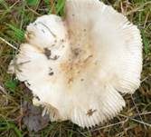 Taubentäubling, Foto 11