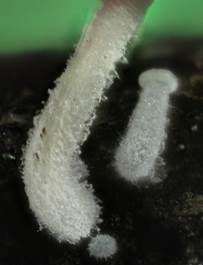 Tautropfen-Scheinhelmling, Foto 5