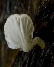 Tautropfen-Scheinhelmling, Foto 6