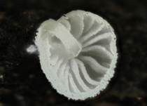 Tautropfen-Scheinhelmling, Foto 7