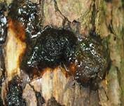 Teerfleckendrüsling, Foto 24