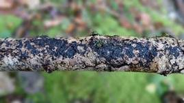 Teerfleckendrüsling, Foto 8