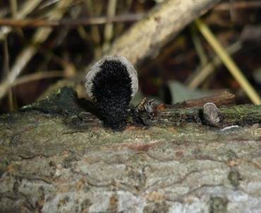 Borstiger Gallertblättling, Foto 2