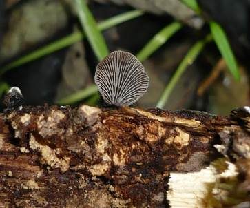 Borstiger Gallertblättling, Foto 3