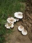 Termitenpilz, Foto 14