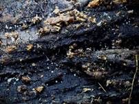 Thysanophora-Morschholz Schimmelpilz, Foto 14