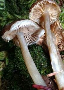 Tiefgenabelter Glöckling, Foto 3