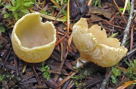 Tiegelförmiger Kelchbecherling, Foto 3