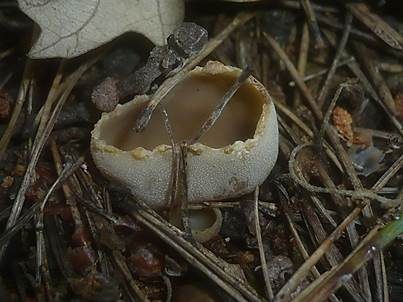 Tiegelförmiger Kelchbecherling, Foto 4