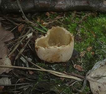 Tiegelförmiger Kelchbecherling, Foto 5