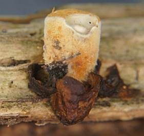 Tiegelteuerling, Foto 2