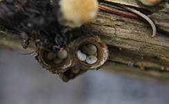 Tiegelteuerling, Foto 17