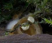 Tiegelteuerling, Foto 24