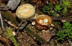 Tiegelteuerling, Foto 32