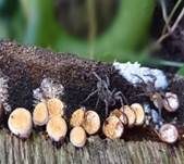 Tiegelteuerling, Foto 40