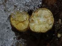 Tiegelteuerling, Foto 52