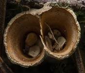 Tiegelteuerling, Foto 56