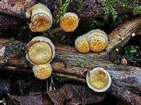 Tiegelteuerling, Foto 57