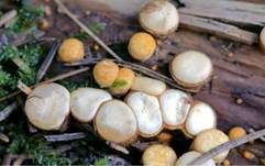 Tiegelteuerling, Foto 63