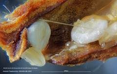 Tiegelteuerling, Foto 67