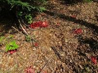 Tintenfischpilz, Foto 17