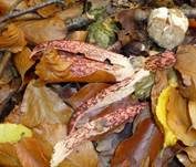 Tintenfischpilz, Foto 34
