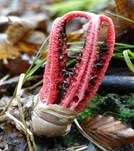 Tintenfischpilz, Foto 7
