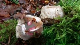 Tintenfischpilz, Foto 60