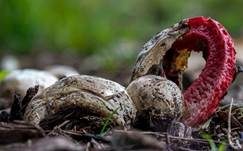 Tintenfischpilz, Foto 63