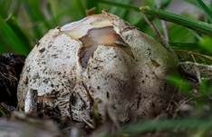 Tintenfischpilz, Foto 64