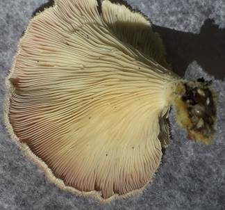 Borstiger Knäueling, Foto 3