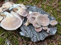 Borstiger Knäueling, Foto 6