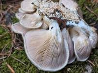 Borstiger Knäueling, Foto 7
