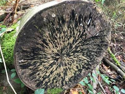 Tintenstrichpilz, Foto 2