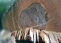 Tintenstrichpilz, Foto 13