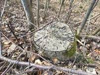 Tintenstrichpilz, Foto 14
