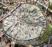 Tintenstrichpilz, Foto 15