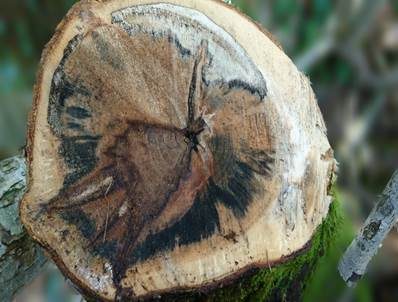 Tintenstrichpilz, Foto 5