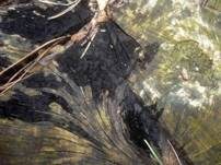 Tintenstrichpilz, Foto 8
