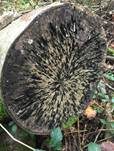 Tintenstrichpilz, Foto 10