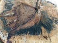 Tintenstrichpilz, Foto 11