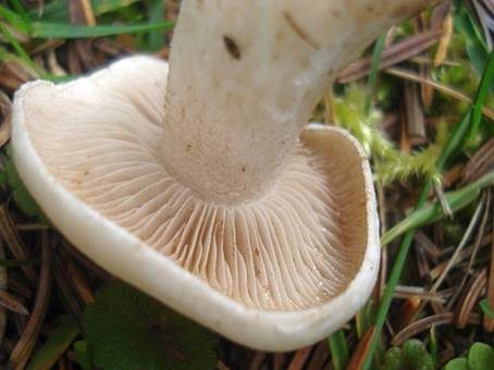 Tonblasser Fälbling, Foto 3