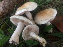 Tonblasser Fälbling, Foto 17