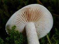 Tonblasser Fälbling, Foto 7