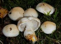 Tonblasser Fälbling, Foto 8