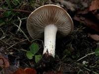 Tonblasser Fälbling, Foto 10