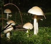 Tonblasser Fälbling, Foto 11