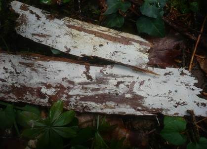 Tonfarbener Rindenpilz, Foto 3