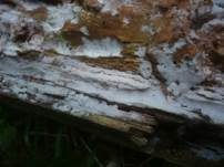 Tonfarbener Rindenpilz, Foto 5