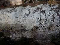 Tonfarbener Rindenpilz, Foto 8